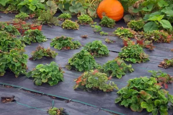 32 m² Ogräsbekämpningsmembran Ogräsfoder Mulchliner 100 g 1 m bred Svart