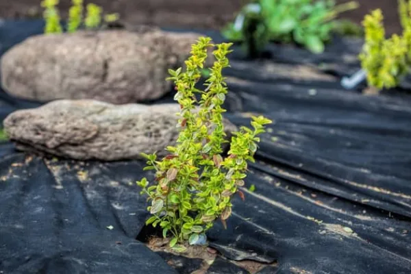 180 m² Trädgårdsfleece Ogräsbekämpningstyg Ogräsfoder Mulchfoder Mulchtyg 150 g 1,2 m w.