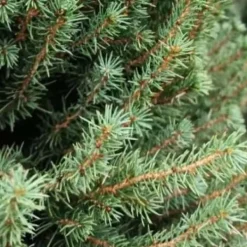 1 PICEA GLAUCA VAS 23CM ALBERELLO GRAN PINE NACHT Träd