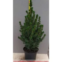 1 PLANT FORM PICEA GLAUCA CONICA POT 17CM NÅLTRÄD EVIGGRÖN
