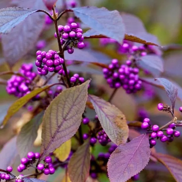 Online 1 PLANTA AV CALLICARPA BODINIERI PROFUSION KRUKA PÅ 21CM Buskar