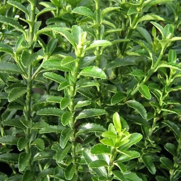 1 PLANTA AV EUONYMUS JAPONICUS MICROPHYLLUS KRUKA 13CM