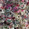 New 1 PLANTA AV HYDRANGEA EUPHORIA ROSA I KRUKA 19CM, UTEPLANTOR, LÖVVERK. Buskar
