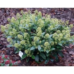 1 SKIMMIA JAPONICA FINCHY VAS 15CM Buskar