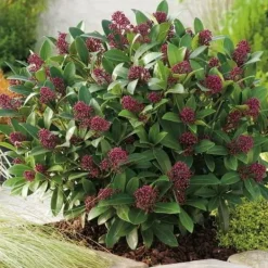 Sale 1 SKIMMIA RUBELLA VÄXTER I KRUKA 10.5CM TÄNDSHORT Buskar