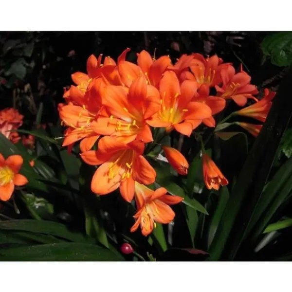 Clearance 1 ST CLIVIA MINIATA APPELSIN I KRUKA 15CM Perenner, städsegröna Krukväxter Inomhus