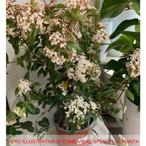 Online 1 VIBURNUM TINUS VÄXTER I 19CM KRUKA EVIGT GRÖN BUSKE Buskar