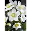 Best 1 VÄXT AV HELLEBORUS CHRISTMAS CAROL XL RÖD JULEKRAFT VAS 17CM ELLEBORO PERENNE JUL Blommor
