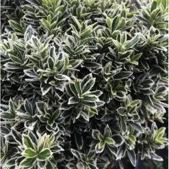 Discount 1 VÄXT EUONYMUS MICROPHYLLUS I EN KRUKA PÅ 9CM, UTEVÄXTER, STÄNDIGGRÖN Buskar
