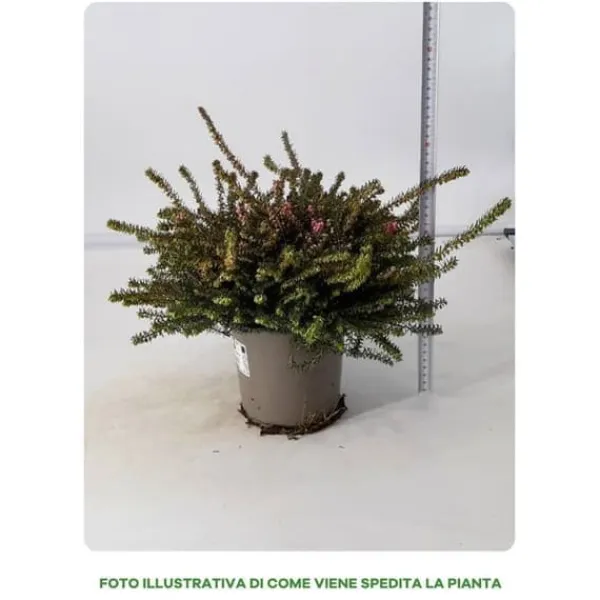 1 VÄXTER ERICA DARLEYENSIS I SKÅL 15 CM ASSORTERADE FÄRGER, UTOMHUSVÄXTER, FJÄDERGRÖN, BALKONBLUMMAR