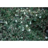 1 VÄXTHUS COTONEASTER COTOGNASTRO DAMMERI STREIB'S FINDLING KRUKA 12CM Eviggrön