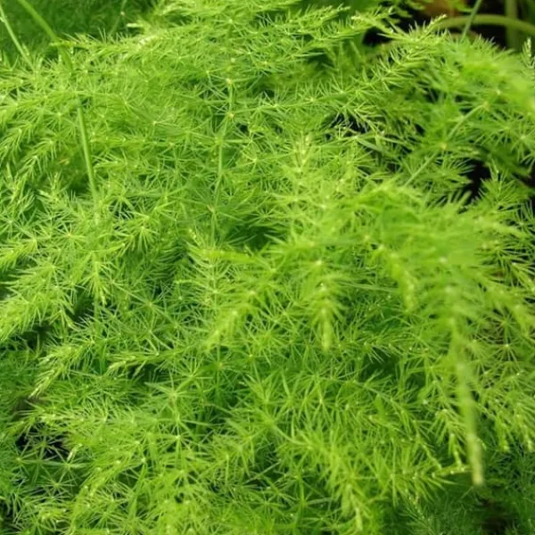 Clearance 1 VÄXTPLAN ELLER ASPARAGUS PLUMOSUS KRUKA 12CM inomhus asparagina Krukväxter Inomhus