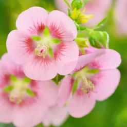 Afrikansk malva - Set om 6 - Anisodontea capensis - Höjd 25-40cm - ⌀9cm