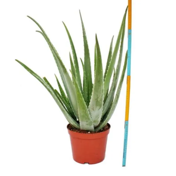 Aloe Vera - ca. 7-8 år gammal - 21cm kruka, stor och mycket gammal planta