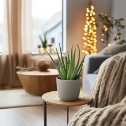 Aloe vera - Set om 3 - Aloe barbadensis - Höjd 25-40cm - ⌀10,5cm Krukväxter Inomhus