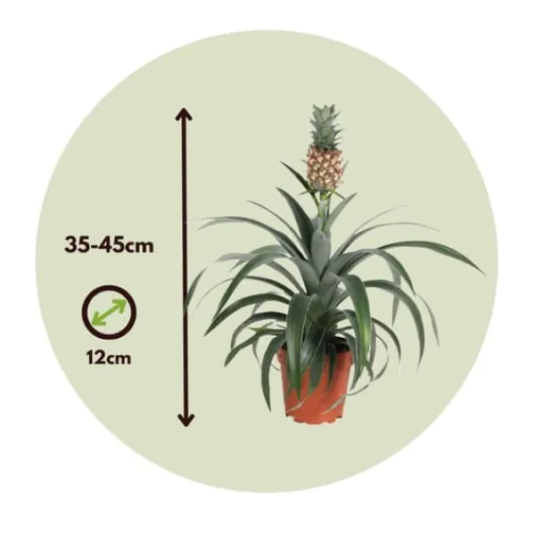 Sale Ananasväxt - Set om 2 - Ananas comosus 'Mi Amigo' - Höjd 35-45cm - ⌀12cm Krukväxter Inomhus