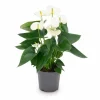 Outlet Anthurium Vit Krukväxt Ø12 cm Höjd ca 43 cm Krukväxter Inomhus