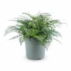 Sale Asplenium Parvati - Grön inomhusväxt Ø27 cm H50 cm Krukväxter Inomhus