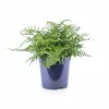 Online Asplenium Parvati Ormbunke Ø21 cm Höjd ca 40 cm - Grön Växt för Hemmet Krukväxter Inomhus
