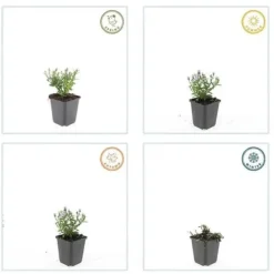 Aster dumosum 'Prof. Anton Kippenberg' - Kruka på 9cm - Set med 6 växter Blommor