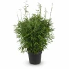 Bamboe Fargesia Compact, Icke-spridande, Kruka Ø29 cm, Höjd ca