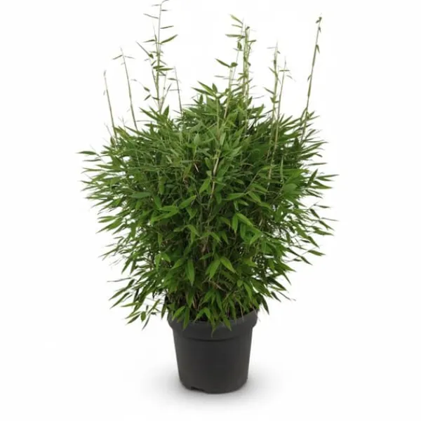 Bamboe Fargesia Compact, Icke-spridande, Kruka Ø29 cm, Höjd ca