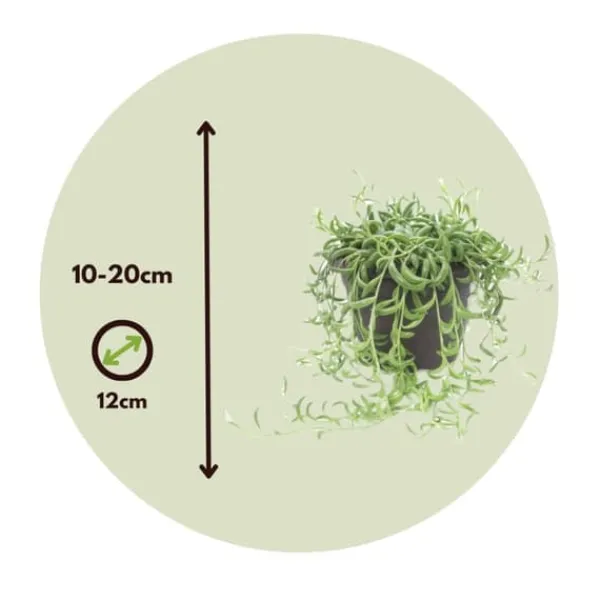 Banansnöre - Senecio radicans - Höjd 10-20cm - ⌀12cm