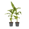 Bananväxt - Set om 2 - Musa basjoo - Höjd 55-70cm - ⌀21cm