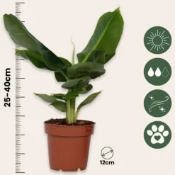 New Bananväxt - Set om 4 - Musa 'Oriental Dwarf' - Höjd 25-40cm - ⌀12cm Krukväxter Inomhus