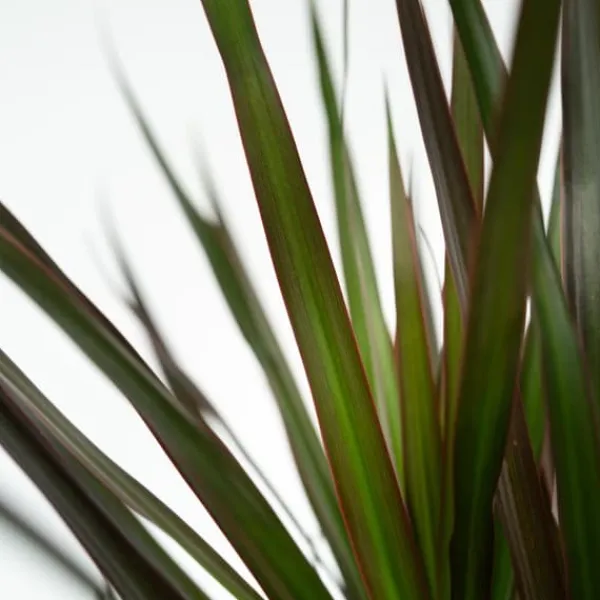 Clearance Banddracena - Set om 2 - Dracaena marginata 'Magenta' - Höjd 70-80cm - ⌀17cm Krukväxter Inomhus