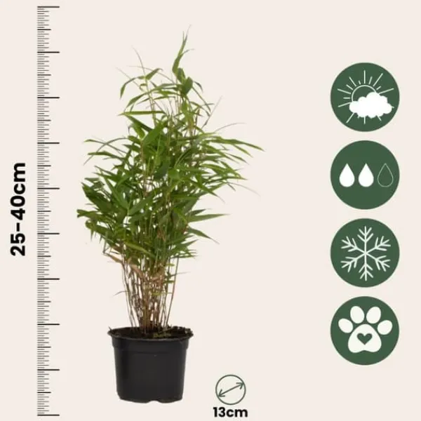 Bergbambu - Set om 18 - Fargesia rufa - Höjd 25-40cm - ⌀13cm