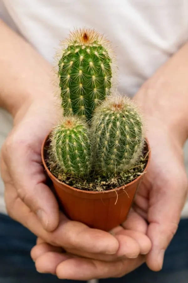 BIOVITA JORD FÖR KAKTUSAR OCH SUCCULENTER 5L