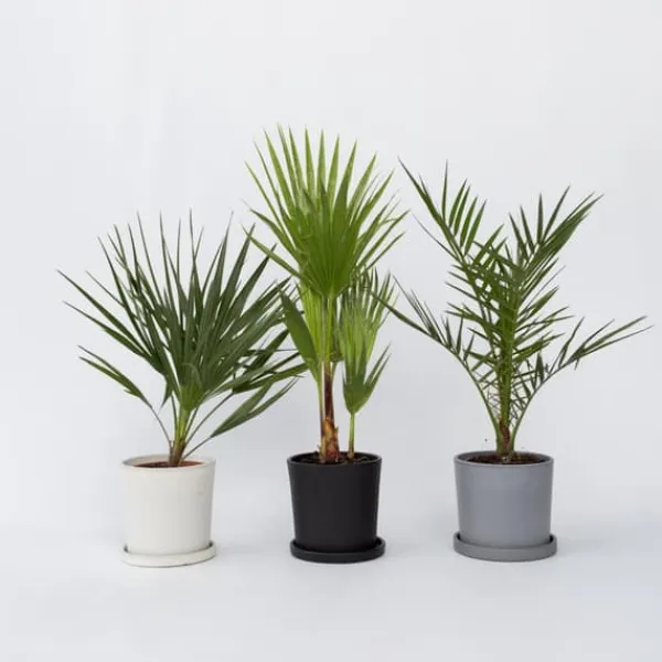 Discount Blanda utomhuspalmer - Set om 3 - Outdoor Palmmix - Pokon - Höjd 50-70cm - ⌀15cm Trädgårdsväxter