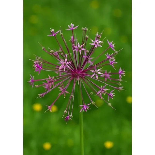 Blomlökar Hjärta av exotism - Prydnadssticklök Allium schubertii (5 stycken)