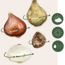Outlet Blomlökpaket - Set om 250 - Allium, Narcissus, Tulipa och mer - Blomlökar - Blå Fröer & Lökar