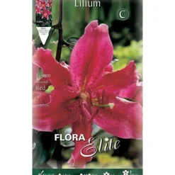 Best BULBSPRING LILIUM ORIENTAL RÖD FÖRPACKNING MED 2 BULBER Fröer & Lökar