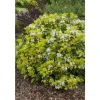 CHOISYA TERNATA BRICA ORANGE MEXICAN POT 17CM EVERGREEN
