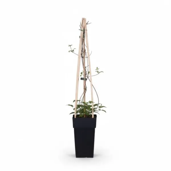Discount Clematis Jackmanii Klätterväxt Ø15 cm, Höjd ca 65 cm Trädgårdsväxter
