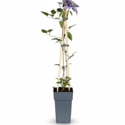 New Clematis Multi Blue - Blå - Kruka Ø15 cm - Höjd ca 65 cm Trädgårdsväxter