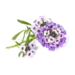 Online Click and Grow - Smart Garden Refill 3-pack Sweet Alyssum Blommor