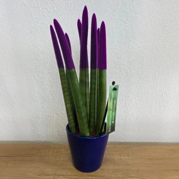 Hot Cylindrisk svärmorstunga - Sansevieria cylindrica - Höjd 20-40cm - ⌀9cm Krukväxter Inomhus