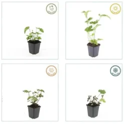 Dekorativ buske - Höstanemon - Anemone tomentosa 'Robustissima' - kruka 9cm - Set med 12 växter