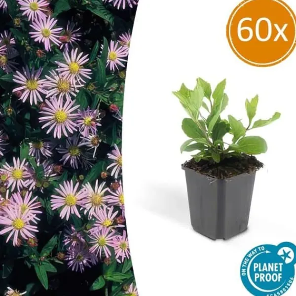 New Dekorativ buske - Vild aster - Aster ageratioides 'Asran' - Kruka 9cm - Set med 60 växter Buskar