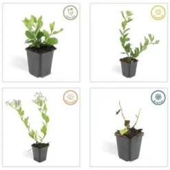 New Dekorativ buske - Vild aster - Aster ageratioides 'Asran' - Kruka 9cm - Set med 60 växter Buskar