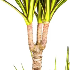 Dracaena marginata
