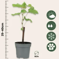 Druvväxt - Set om 6 - Vitis vinifera - Höjd 25-40cm - ⌀9cm Trädgårdsväxter