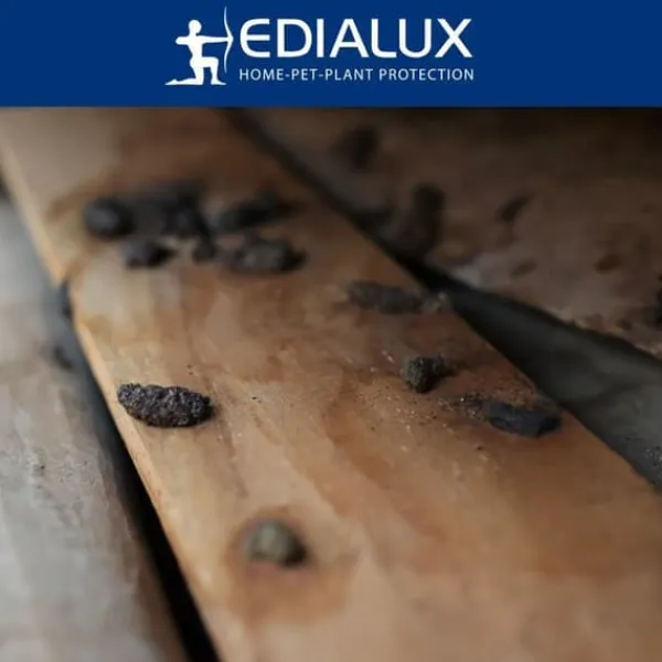 Best Edialux Rått- och musefälla snap pack fördelaktig - 2+1 gratis återanvändbara fällor i robust plast och galvaniserat metall Skadedjursfällor