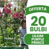 New ERBJUDANDE 20 HÖSTLÖKAR LILIUM GIGANTE PURPLE PRINCE LÖKAR BULBES Fröer & Lökar