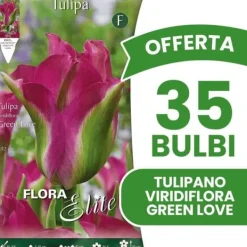 New ERBJUDANDE 35 HÖSTLÖKAR TULIPAN GREEN LOVE LÖKAR LÖKAR LÖKAR Fröer & Lökar