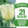 ERBJUDANDE 21 TULPANBULB ER STYVJORD VITA BULBAR BULBAR